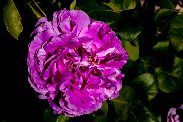 Live Rosen Nahaufnahme Hintergrund Schöner Blumen — Stockfoto