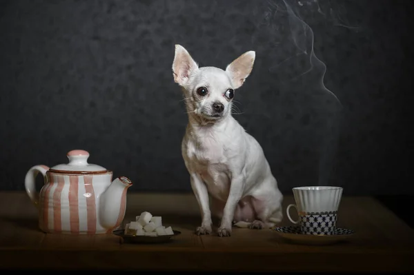 Tea party scene. A beautiful little dog of Chihuahua breed sits on a wooden table and looks away. A teapot, sugar in a saucer, a small cup with hot tea. Studio horizontal shot.
