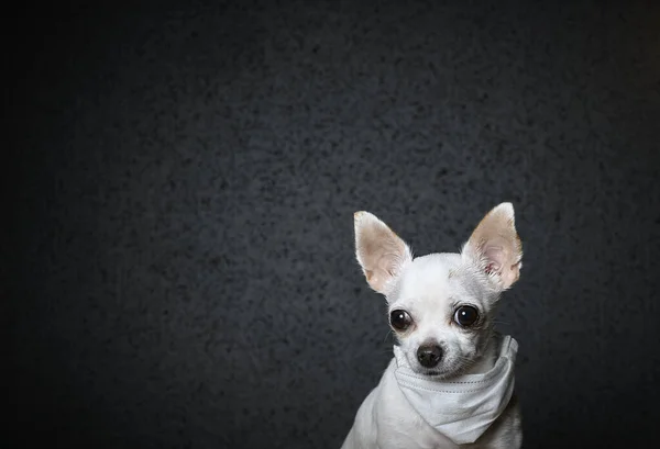 A small dog of the Chihuahua breed looks thoughtfully to the side. A white gauze bandage is hanging around the neck to protect against the virus. Black background, studio