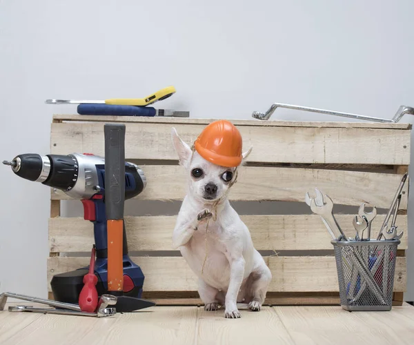 Happy Labor day. Construction tools. Copy space for text on wood background. A small white dog of the Chihuahua breed in a small orange construction helmet against the background of construction tools