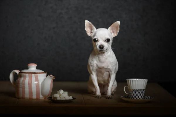 Tea party scene. A beautiful little Chihuahua breed dog is sitting on a wooden table and looking straight. Teapot, sugar in a saucer, a small cup. Studio, horizontal shot, dark background