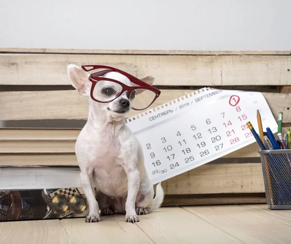 Day of knowledge. Teacher\'s Day. September 1. Chihuahua dog breed in glasses, among books and with a wall calendar