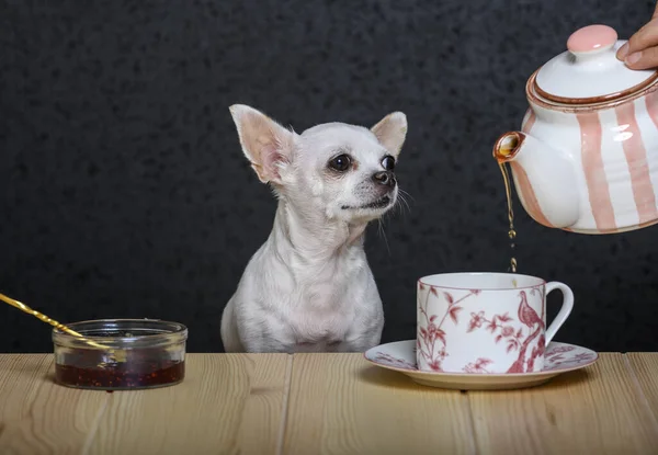 Tea party of a chihuahua dog. A white dog of Chihuahua breed sits at a wooden table and carefully looks at the teapot from which tea is poured into a cup. Next to a saucer with strawberry jam.