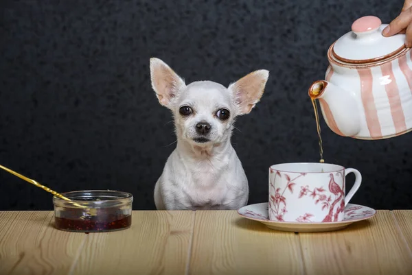 Tea party of a chihuahua dog. A small white dog Chihuahua breed is sitting at a wooden table. Nearby is a saucer with strawberry jam and a dog is pouring tea from a teapot.