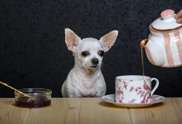 Tea party of a small chihuahua dog. White dog Chihuahua breed with a pensive look sitting at a wooden table. Nearby is a saucer with strawberry jam and a dog is pouring tea from a teapot.