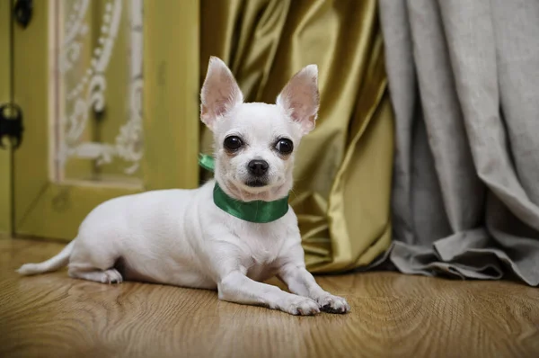 White beautiful chihuahua dog lies on the floor which is covered with wooden parquet and looks directly at the camera. On the neck of the dog is a green ribbon in the shape of a collar. Behind the dog - curtains made of thick fabric