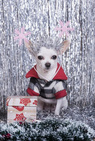 Holiday Christmas and New Year. A small chihuahua dog is sitting among the festive tinsel and Christmas decorations in a stylish suit. On the head of the dog is a decorated rim with snowflakes. Gift box next to the dog