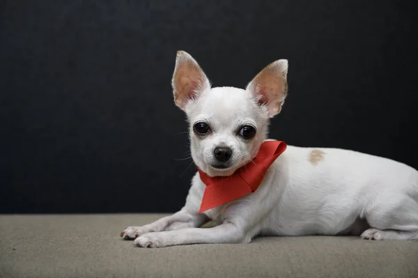 A beautiful young chihuahua dog lies sideways on a gray sofa with a bright red ribbon tied around its neck in the form of a small tie and looks carefully at the camera. Close-up, studio, black background.