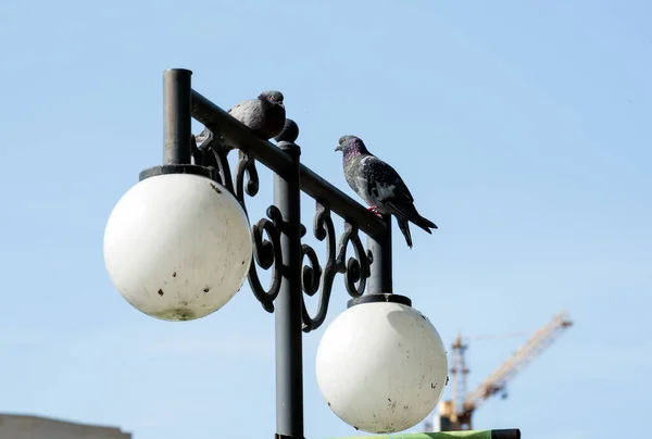 two gray pigeons sit on the forged design of a lantern in sunny weather. Construction crane in the background