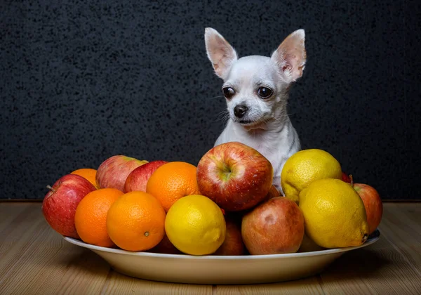 A beautiful little white chihuahua lies among the apples of oranges and lemons in a large dish and looks thoughtfully to the side. Black background, studio