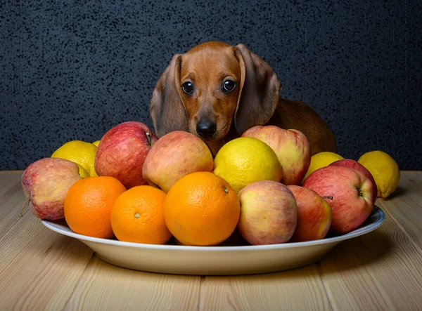 A small beautiful red-haired dachshund puppy sits in a large fruit platter and looks with a sad look straight