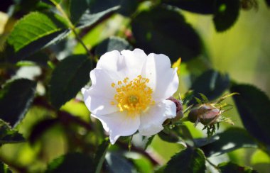 Çayırdaki yabani yaban gülü