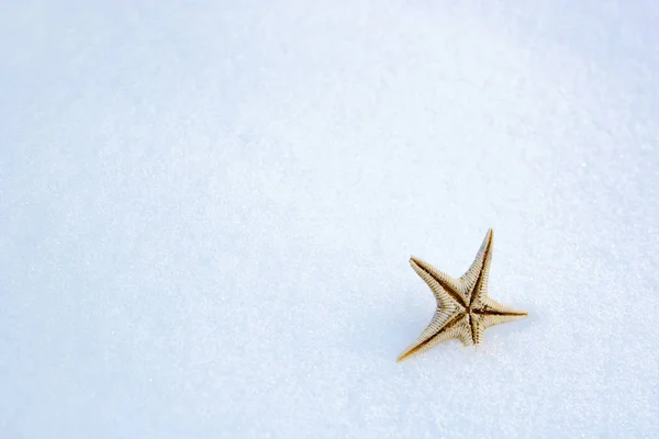 Estrellas Mar Nieve — Foto de Stock