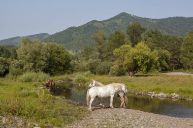 Altai 'deki atlar durup sonsuzluğu düşünürler.