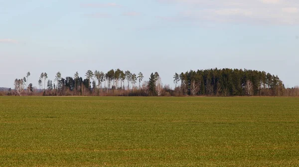 春の晴れた日の農業 農村風景上の青い空に対して水平線上の木と緑の播種フィールド — ストック写真