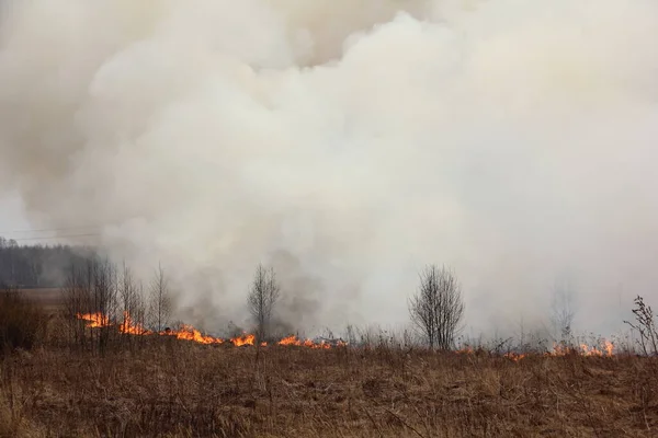 Пожар Ферме Горящее Поле Весенний День — стоковое фото