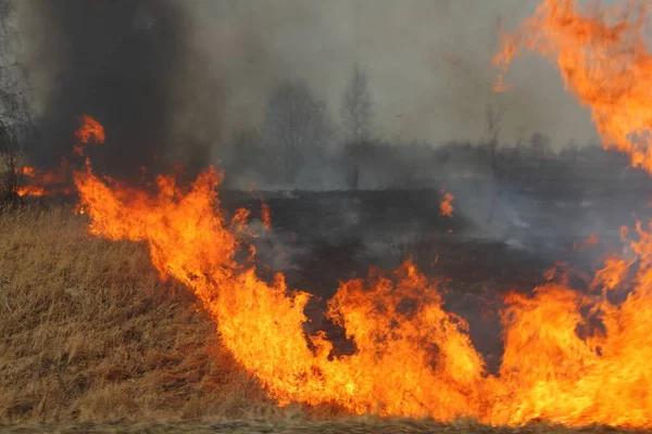 Spread of the fire line on dry grass in the field, spring fire destruction