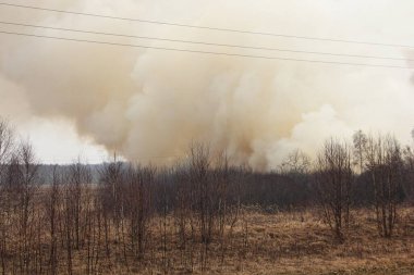 Big smoke from forest on horizon on edge grass field, ecological disaster on spring day clipart