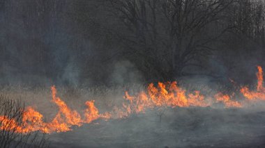 Forest fire, fire from the field edge on the burning grass move to the trees clipart