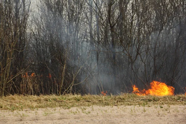 Incendie Bord Route Près Des Buissons Jour Printemps — Photo