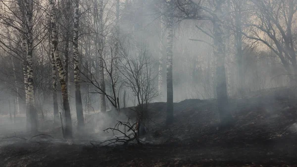 Folgen Eines Waldbrandes Rauch Und Verkohlte Birkenstämme Auf Verbrannter Erde — Stockfoto