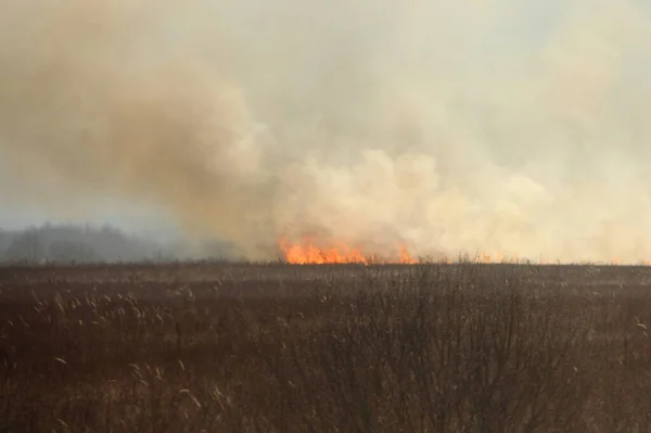 Feu Grande Fumée Horizon Sur Champ Herbe Bord Désastre Écologique — Photo