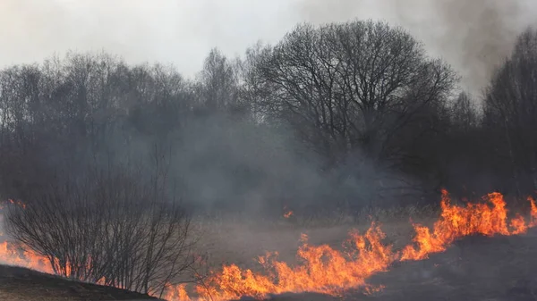 Skogsbrand Eld Från Fältet Det Brinnande Gräset Kryper Upp Till — Stockfoto