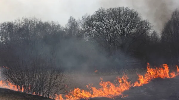 Fuego Del Bosque Fuego Del Campo Hierba Ardiente Arrastra Hasta — Foto de Stock