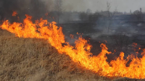 Línea Fuego Cerca Campo Seco Hierba Ardiente Brillante Peligro Agricultura — Foto de Stock