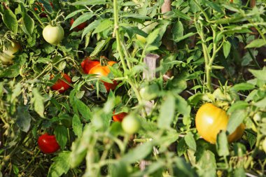 Yaprakların dallarındaki küçük sarı ve yeşil domatesler, taze ev yapımı sebzeler, sağlıklı gıda bahçeleri.