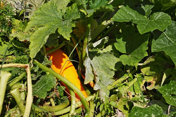 Zucchini Kuning Matang Dengan Daun Hijau Tempat Tidur Taman Luar — Stok Foto