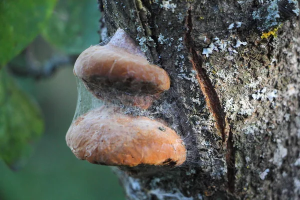 Twee Paddenstoelen Het Web Boomstam — Stockfoto