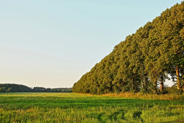 Beschermende Bosgordel Aan Rand Van Een Veld Perspectief Een Prachtig — Stockfoto