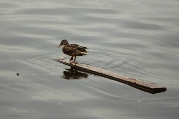 Одна Дика Качка Стоїть Мокрій Дерев Яній Панці Воді Літній — стокове фото