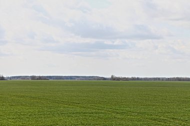 Güneşli bir bahar günü, kırsal alanda, gökyüzünde ağaçlarla kaplı güzel yeşil tohum tarlaları