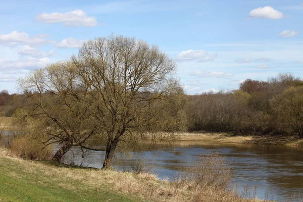 Scenery Circle Bare Tree Hill Shore Water Forest Horizon Background — Stock Photo, Image