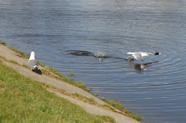 Une Mouette Décolle Eau Près Rivage — Photo