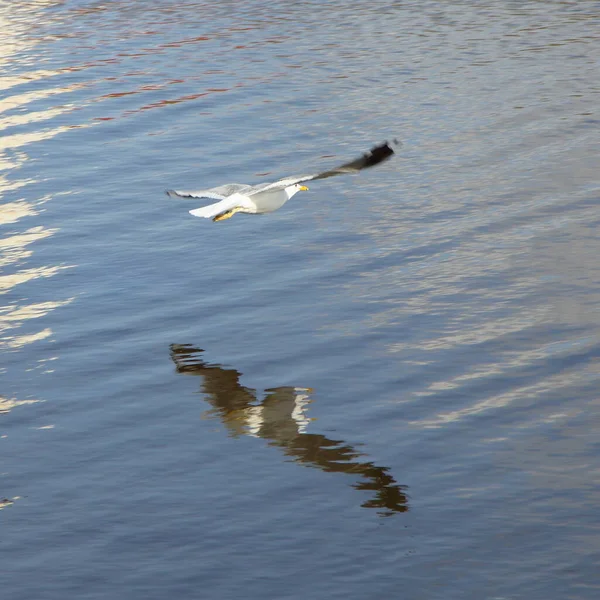 Чайка Летает Над Водой Голубым Небом Отражения — стоковое фото