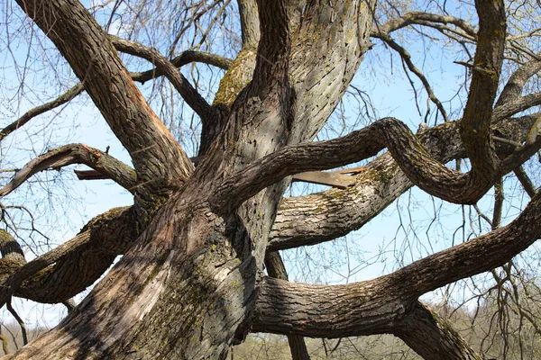 Красивое Впечатляющее Старое Большое Ветвящееся Дерево Вблизи Ветви Старой Сказки — стоковое фото