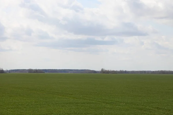 Красиве Нескінченне Зелене Посіяне Поле Лісовою Лінією Горизонті Небі Сонячно — стокове фото