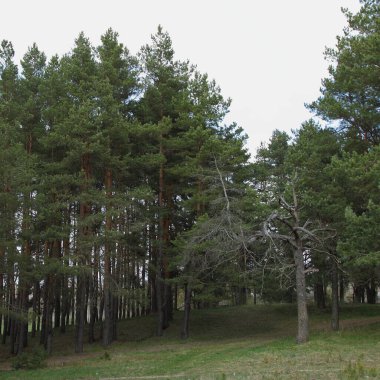 Yeşil çam ormanlarında, ilkbahar günü, yapayalnız, kuru, çıplak bir ağaç, doğa manzarası.