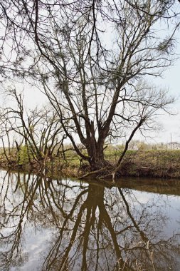 Kıyıdaki güzel çıplak ağaç brançları ve sakin sulardaki yansıma ilkbahar günü küçük orman nehir yatağı, doğa manzarası.