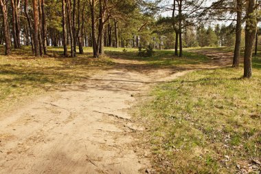 Çam ormanının kıyısındaki güzel kumlu yol güneşli bir bahar günü, ekolojik doğa manzarası