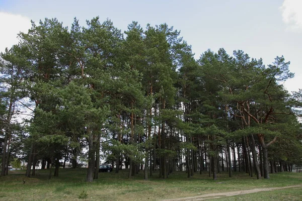 Krásné Zelené Borovice Okraj Lesa Jaře Venkovní Scenérie Krajina — Stock fotografie