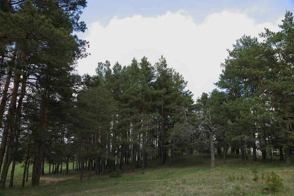 Beautiful Green Pine Trees Forest Glade Spring Day Outdoor Scenery — Stock Photo, Image