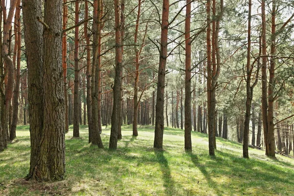 Soleil Brille Travers Les Grands Troncs Arbres Dans Une Clairière — Photo