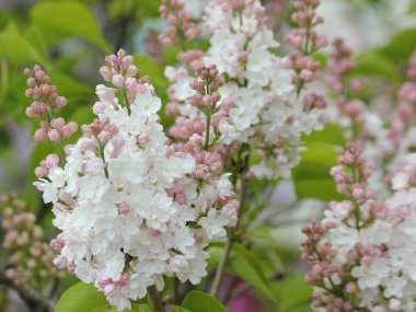 Güzel beyaz ve pembe leylak çiçekleri güneşli bir bahar gününde kapanıyor.