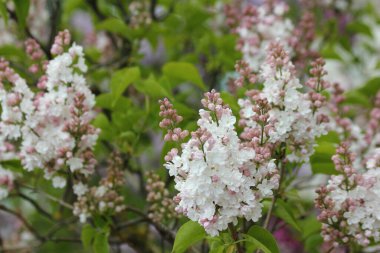 Güzel kadifemsi beyaz ve pembe leylak çiçekleri güneşli bir bahar günü kapalı bir bahçede bir demet dalda