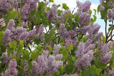 Güneşli bir bahar gününde açan güzel leylak çalısı