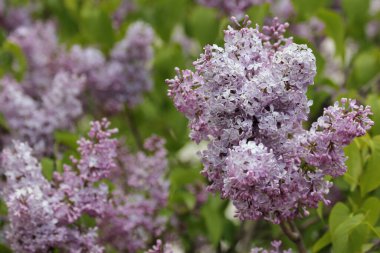Güneşli bir bahar gününde güzel kadife çiçekli leylak